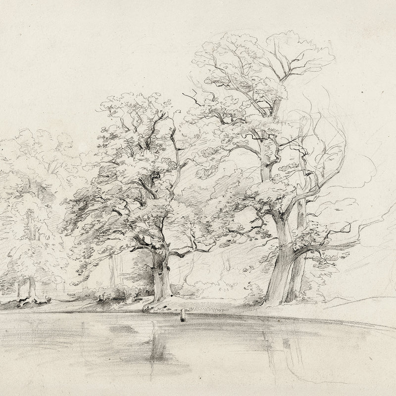 Charcoal Tree Sketch Art Print - Sage and Rose Prints