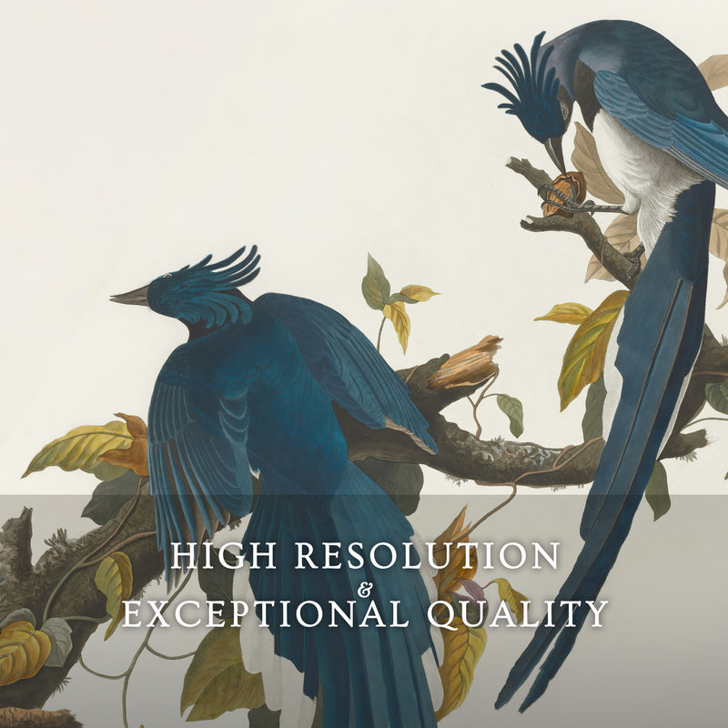 Jay Bird Artwork 2 - Sage and Rose Prints