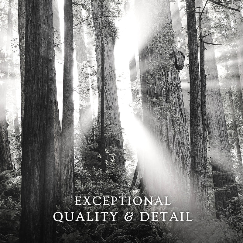 Light in the Trees Black and White Photo - Sage and Rose Prints