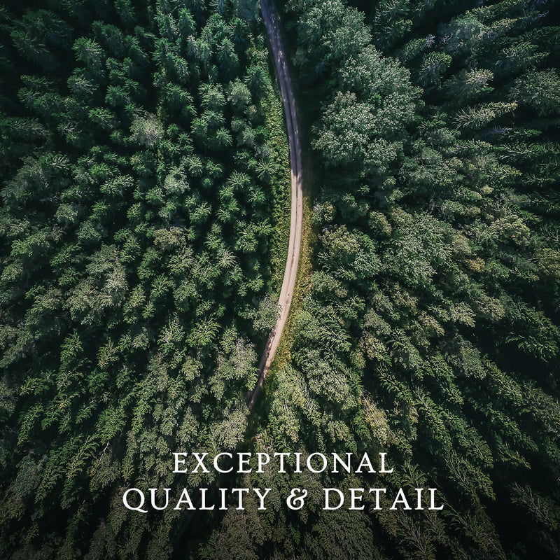 Evergreen Forest Canopy Photograph - Sage and Rose Prints