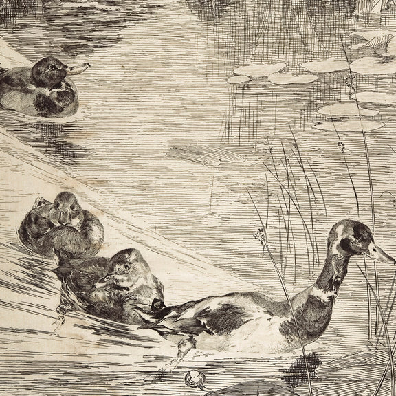 AK-24-Vintage Ducks Sketch B - Sage and Rose Prints