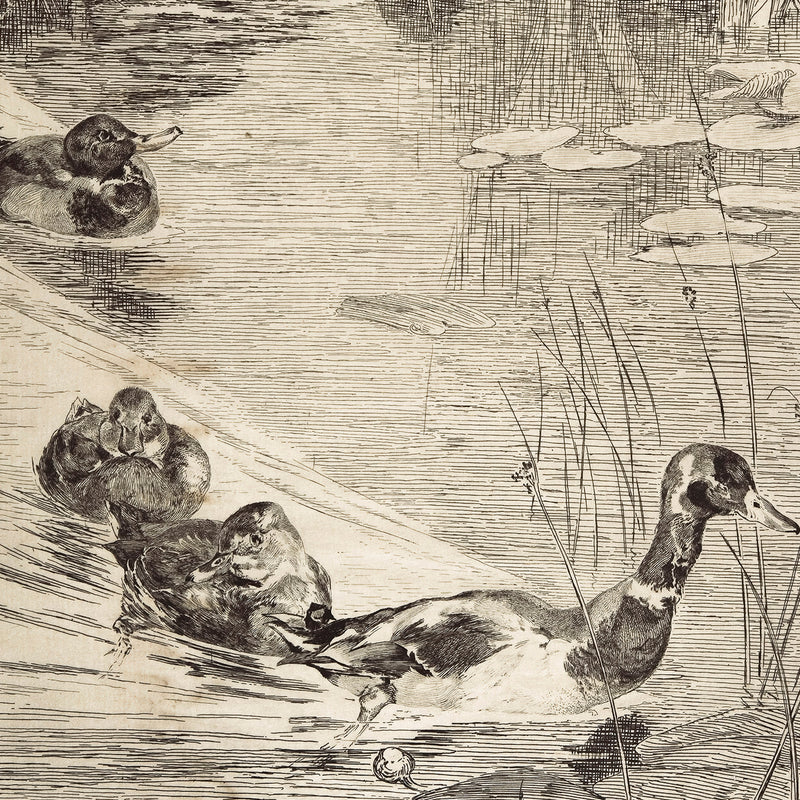 AK-24-Vintage Ducks Sketch B - Sage and Rose Prints