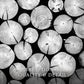 Black and White Cut Logs Photo