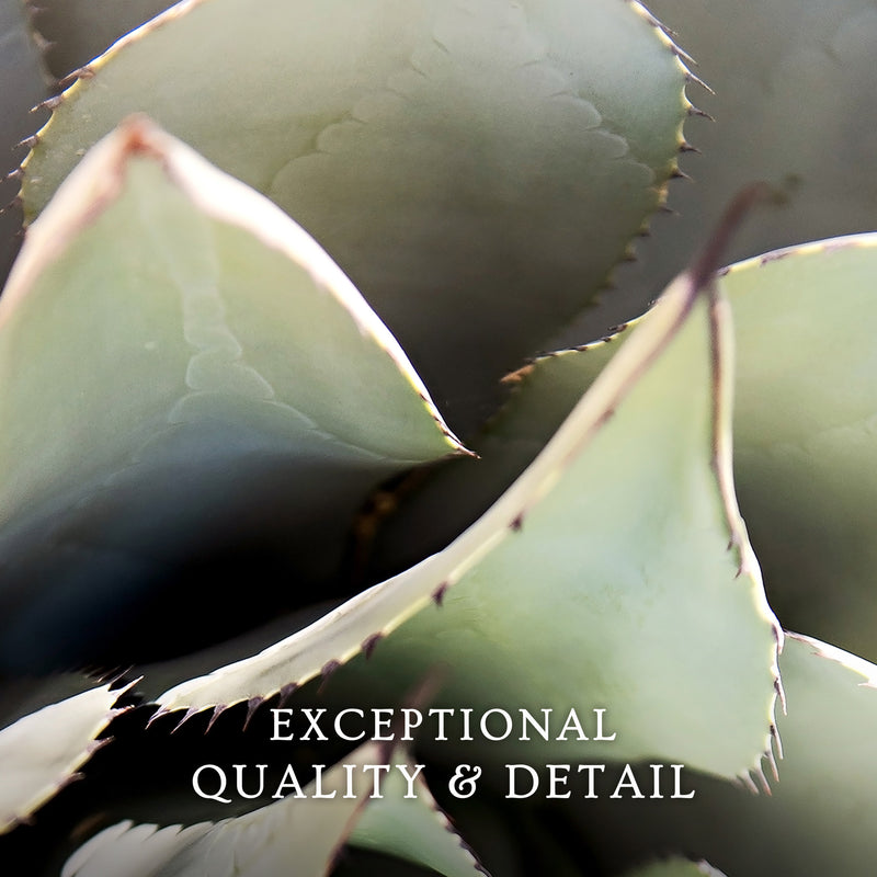 Agave Cactus Geometric Desert Photo Print No1 - Sage and Rose Prints