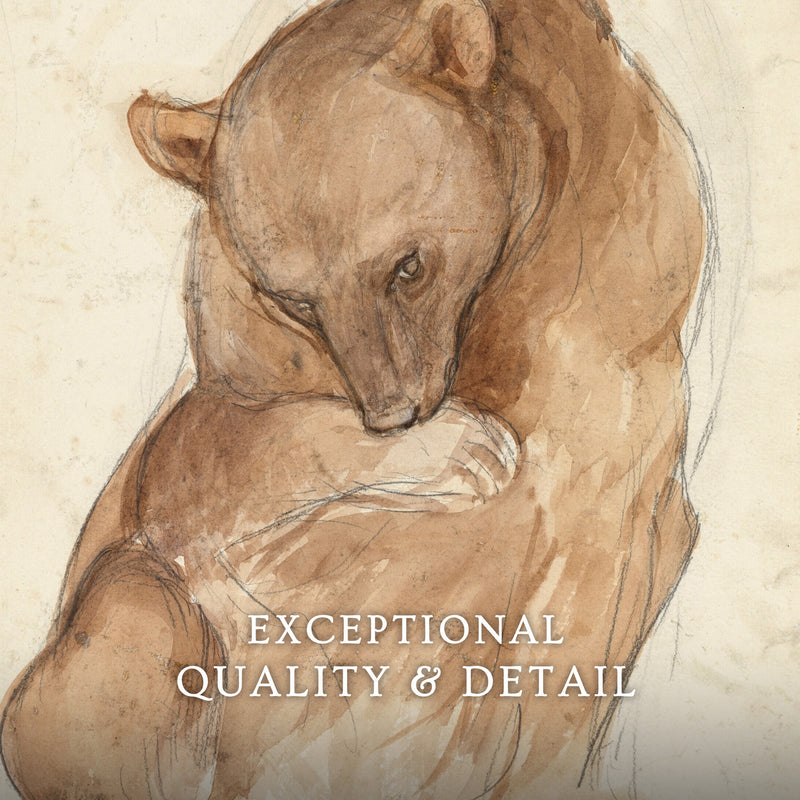 Bear Drawing in Earth Tones - Sage and Rose Prints