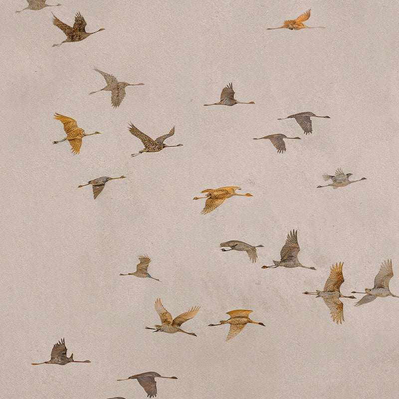 AK-29-Japandi Flock ofBirds flock Tan Watercolor - Sage and Rose Prints