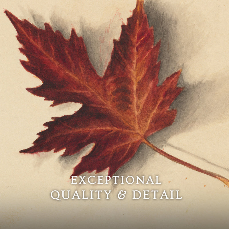 Leaf Drawing in Shades of Red No2 - Sage and Rose Prints