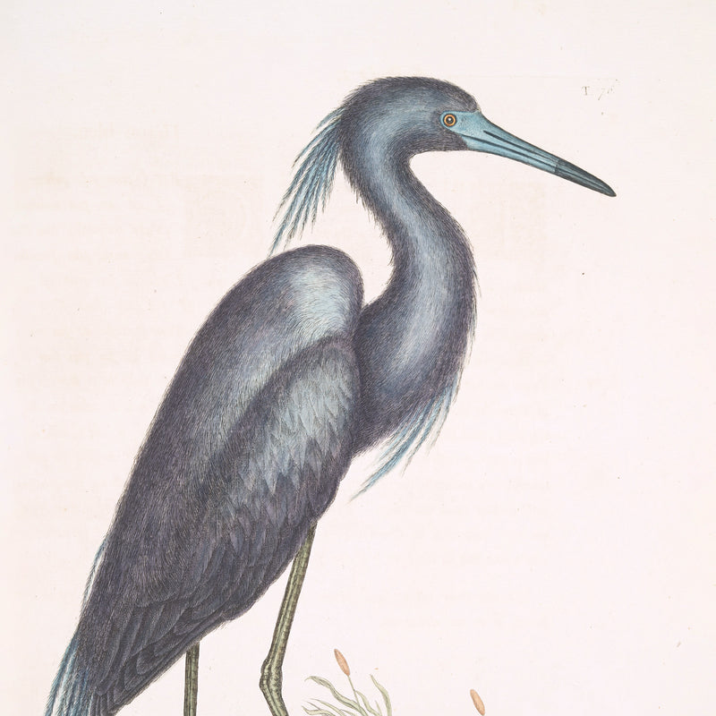 Muted Crane in Shades of Blue and Gray - Sage and Rose Prints