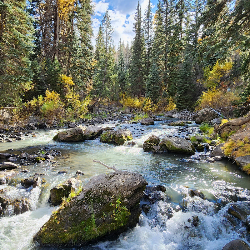 Creek in Fall Photography - Sage and Rose Prints