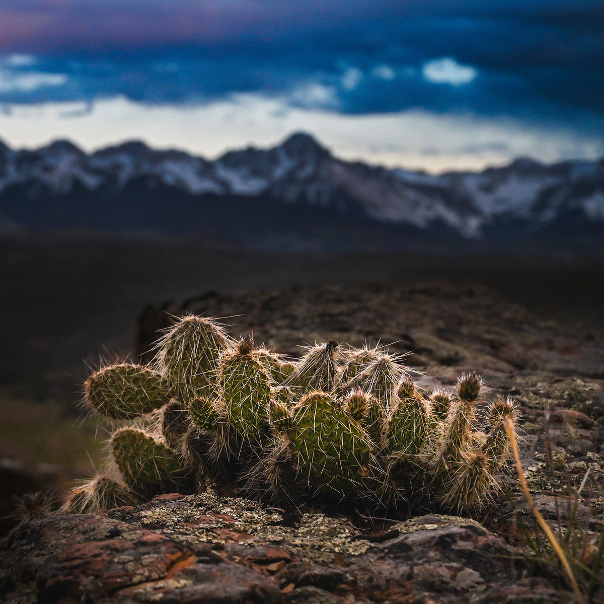 Desert Meets Mountain Photography - Sage and Rose Prints