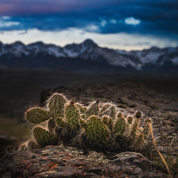 Desert Meets Mountain Photography - Sage and Rose Prints