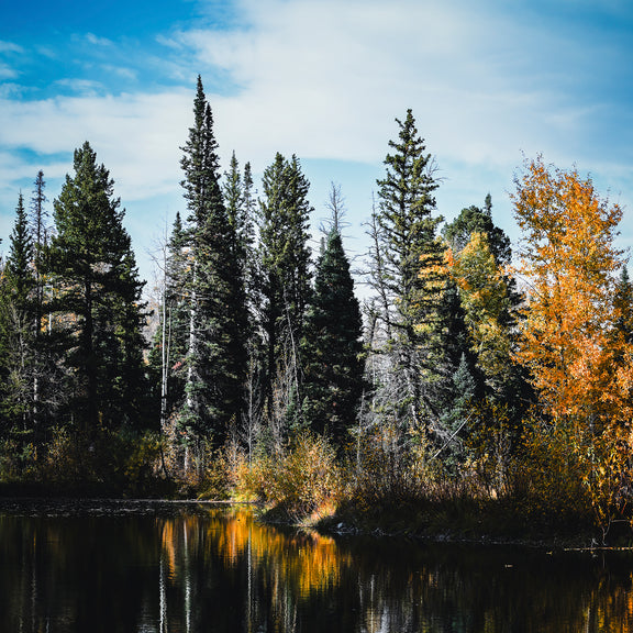 Serene Fall Photography - Sage and Rose Prints
