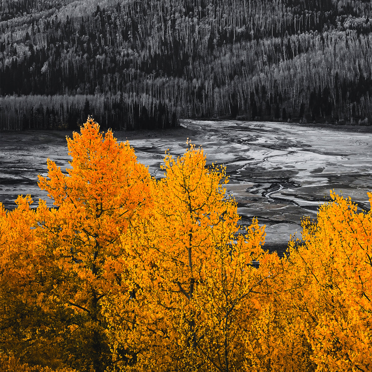 Fall Mountain Colors - Sage and Rose Prints