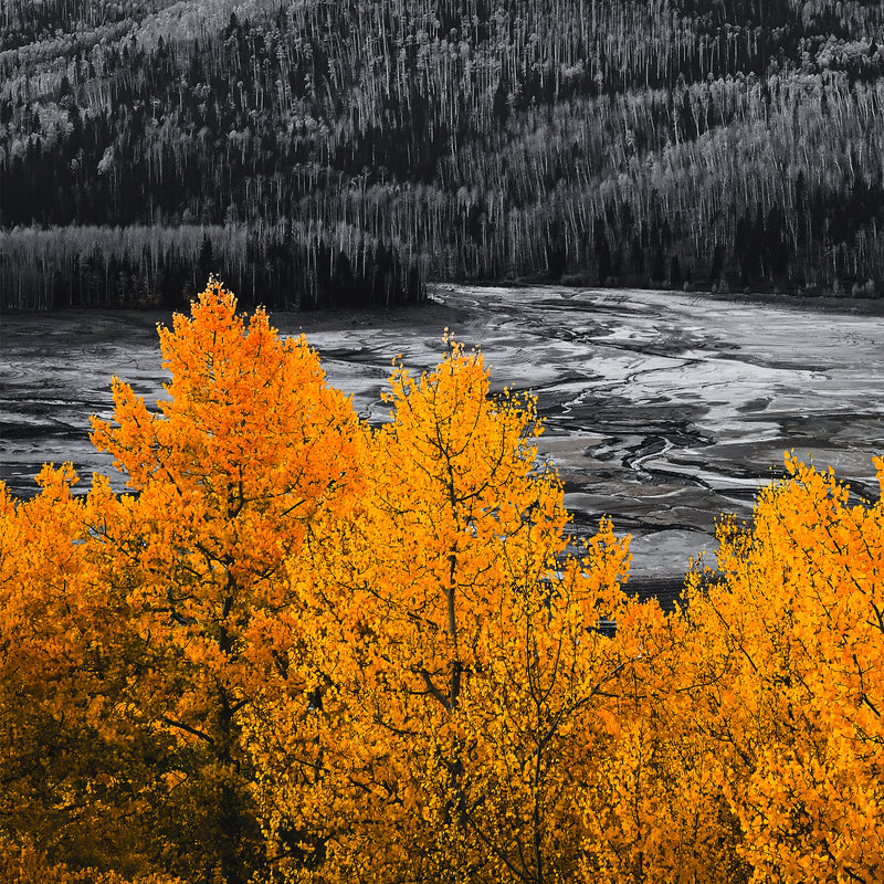 Fall Mountain Colors - Sage and Rose Prints
