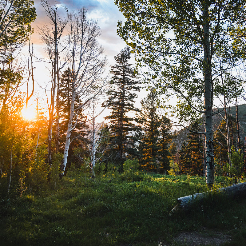 Rays Through the Forest Photography - Sage and Rose Prints