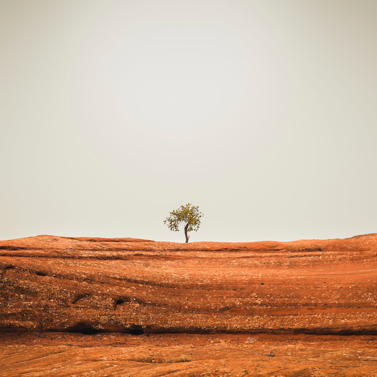 Minimal Tree Photography - Sage and Rose Prints