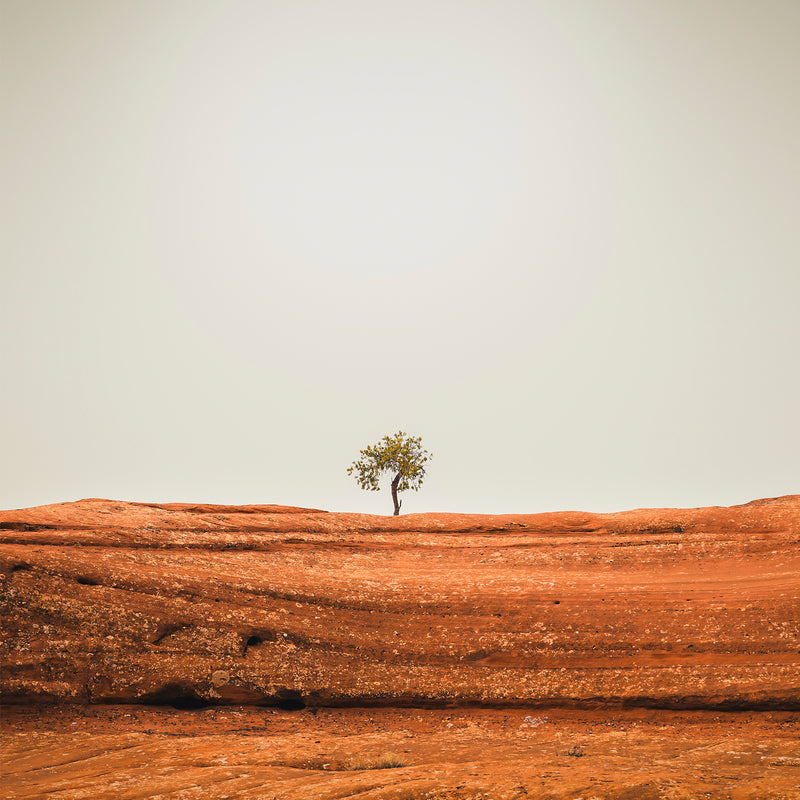 Minimal Tree Photography - Sage and Rose Prints