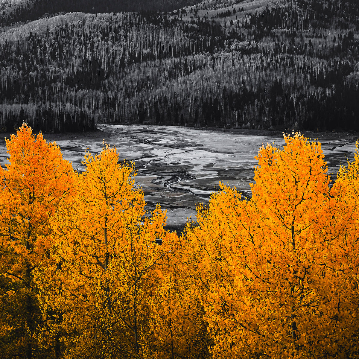 Vibrant Orange Fall Photography