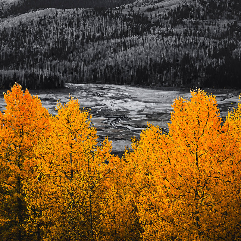 Vibrant Orange Fall Photography - Sage and Rose Prints