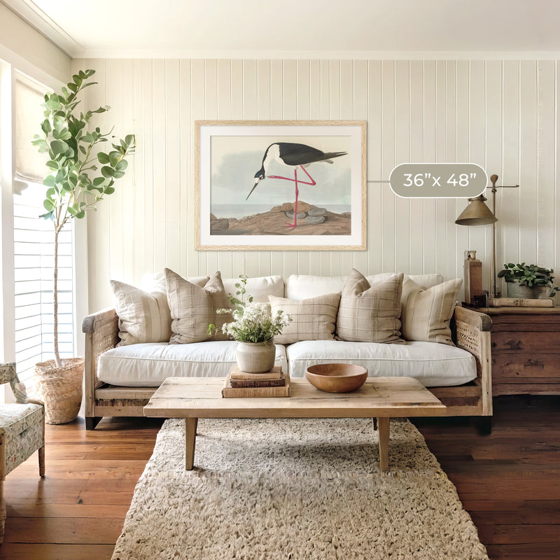 Black Necked Stilt Drawing - Sage and Rose Prints