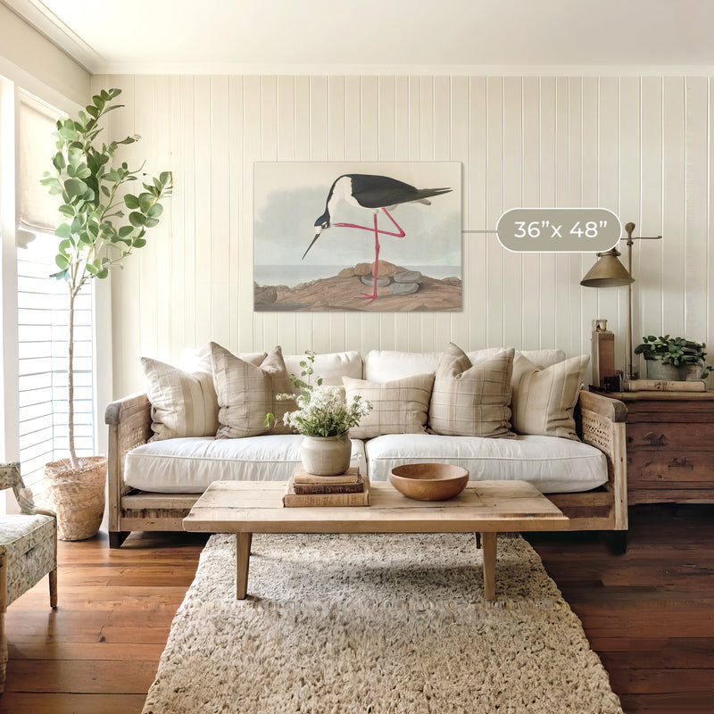 Black Necked Stilt Drawing - Sage and Rose Prints