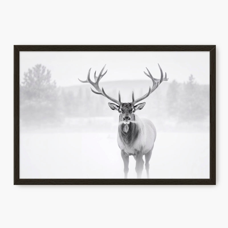 Deer in Winter Photo in Black and White