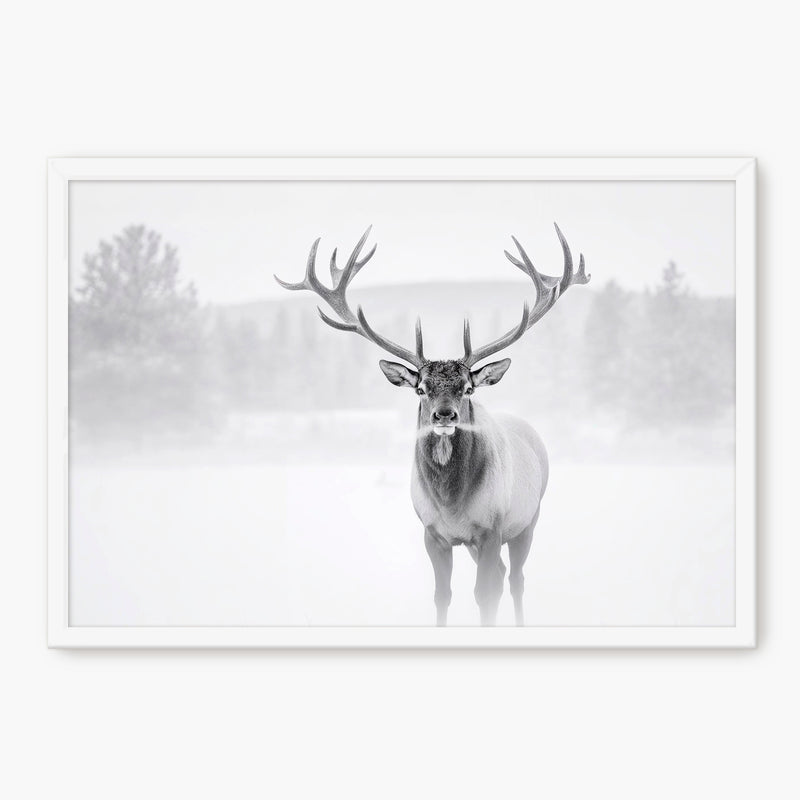 Deer in Winter Photo in Black and White