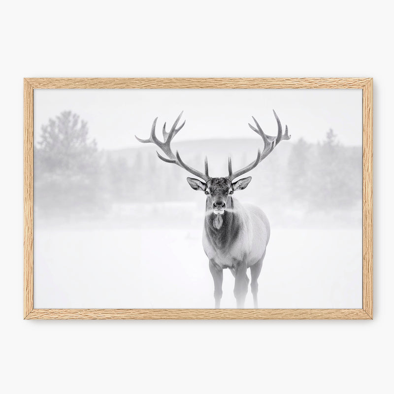 Deer in Winter Photo in Black and White