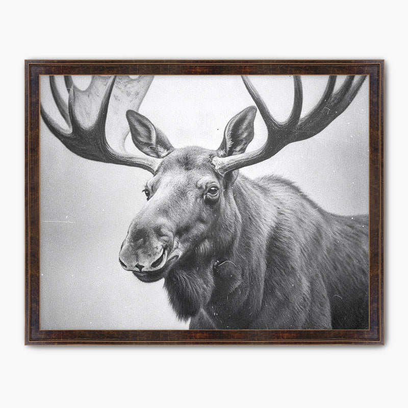Black and White Vintage Moose Photograph - Sage and Rose Prints