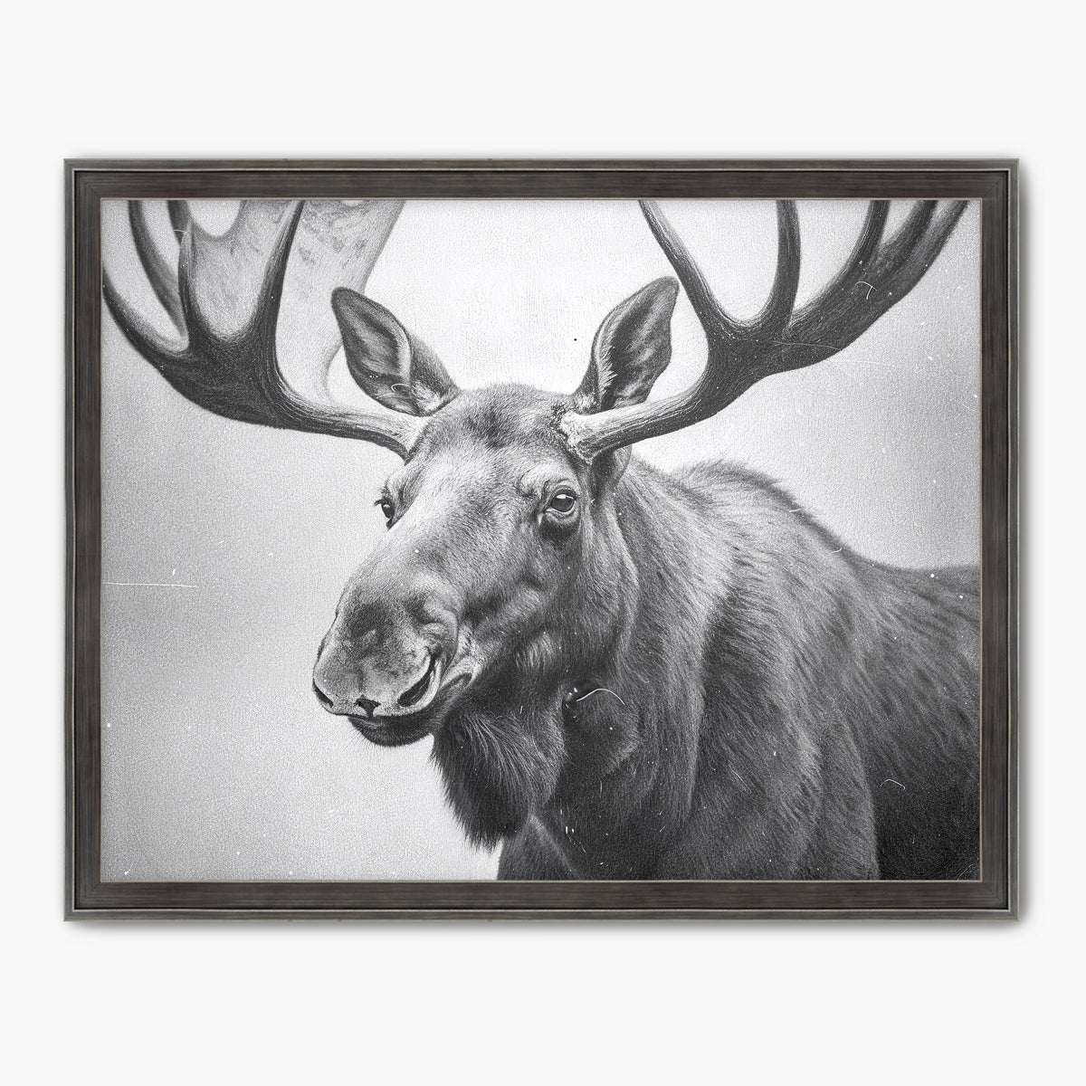 Black and White Vintage Moose Photograph - Sage and Rose Prints