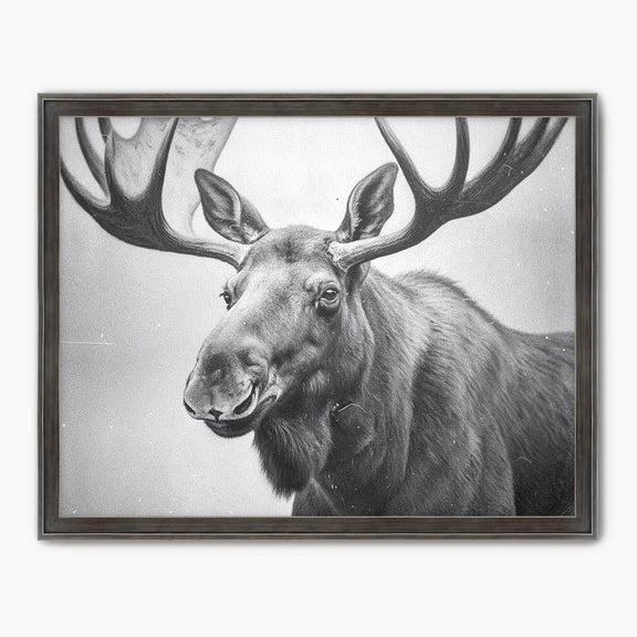 Black and White Vintage Moose Photograph - Sage and Rose Prints