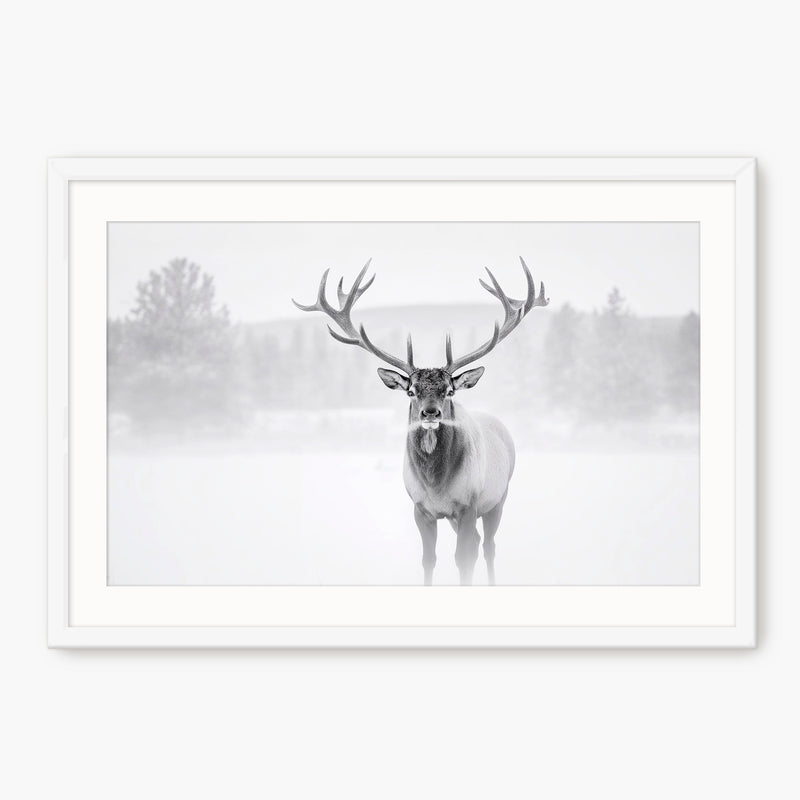 Deer in Winter Photo in Black and White