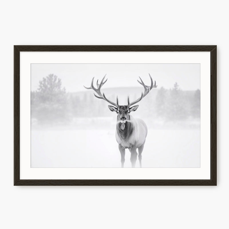 Deer in Winter Photo in Black and White