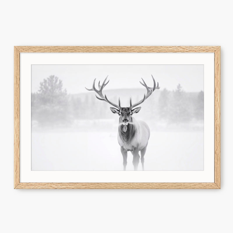 Deer in Winter Photo in Black and White