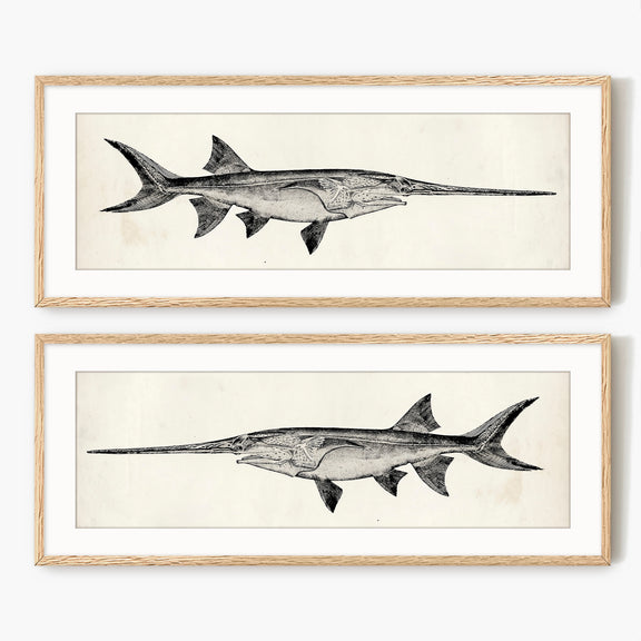 Vintage Scientific Fish Illustrations - Sage and Rose Prints