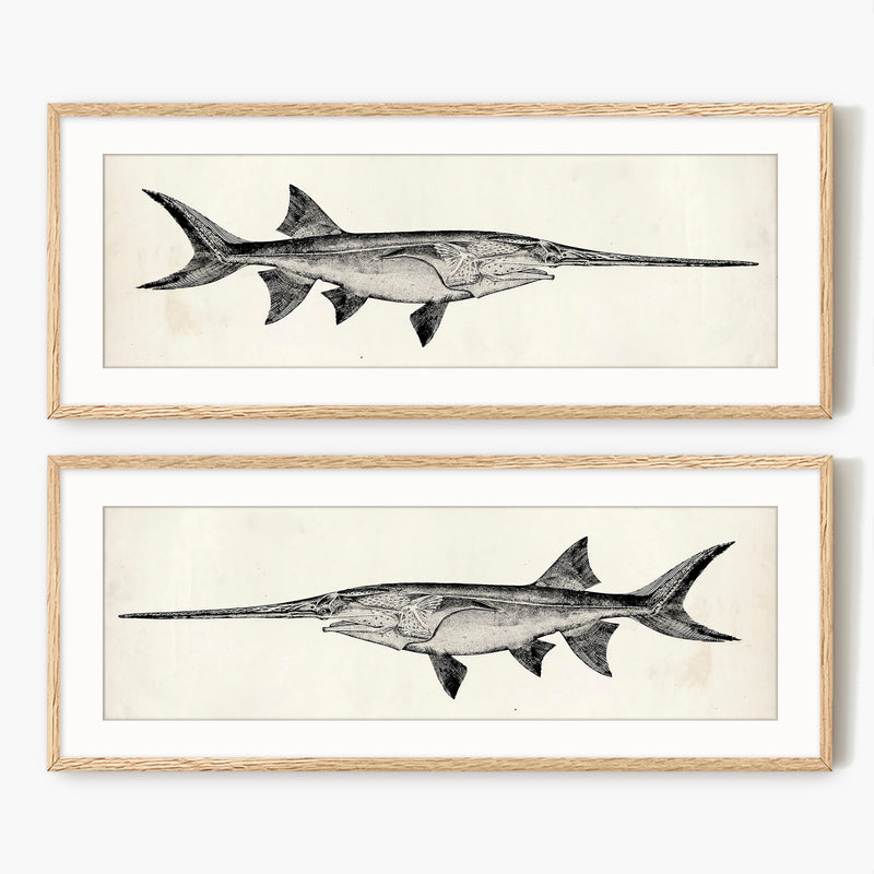 Vintage Scientific Fish Illustrations - Sage and Rose Prints