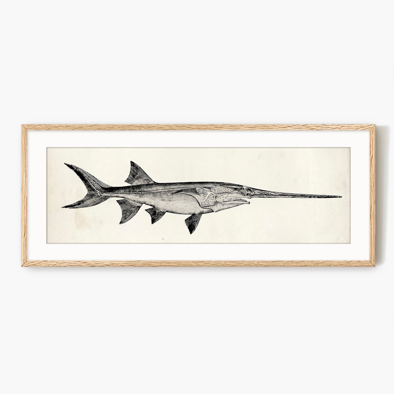 Vintage Scientific Fish Illustrations - Sage and Rose Prints