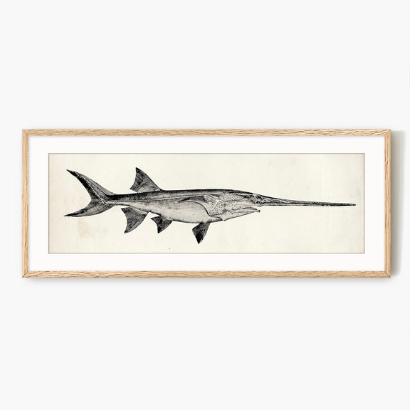 Vintage Scientific Fish Illustrations - Sage and Rose Prints