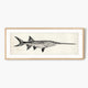 Vintage Scientific Fish Illustrations - Sage and Rose Prints