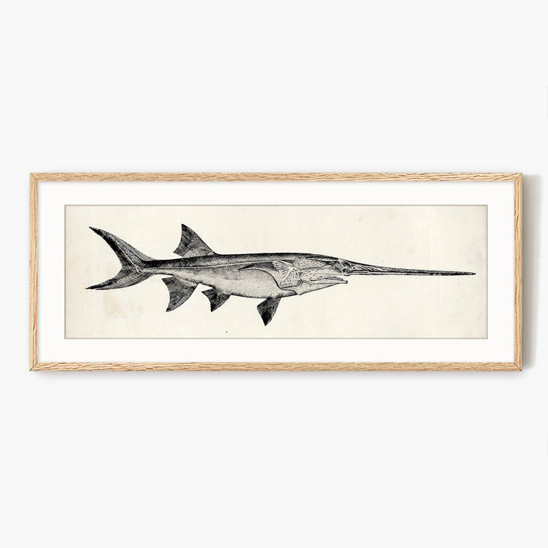 Vintage Scientific Fish Illustrations - Sage and Rose Prints