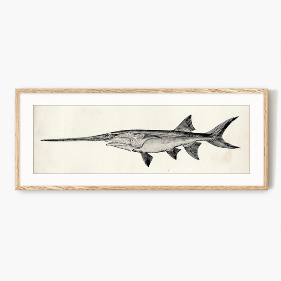Vintage Scientific Fish Illustrations - Sage and Rose Prints