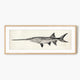 Vintage Scientific Fish Illustrations - Sage and Rose Prints