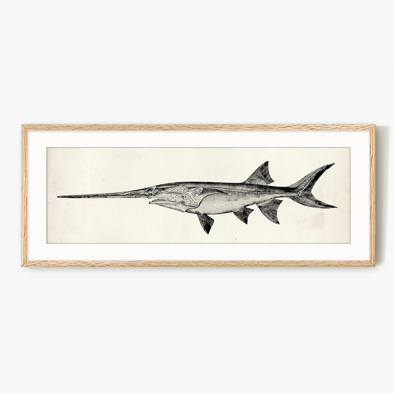 Vintage Scientific Fish Illustrations - Sage and Rose Prints