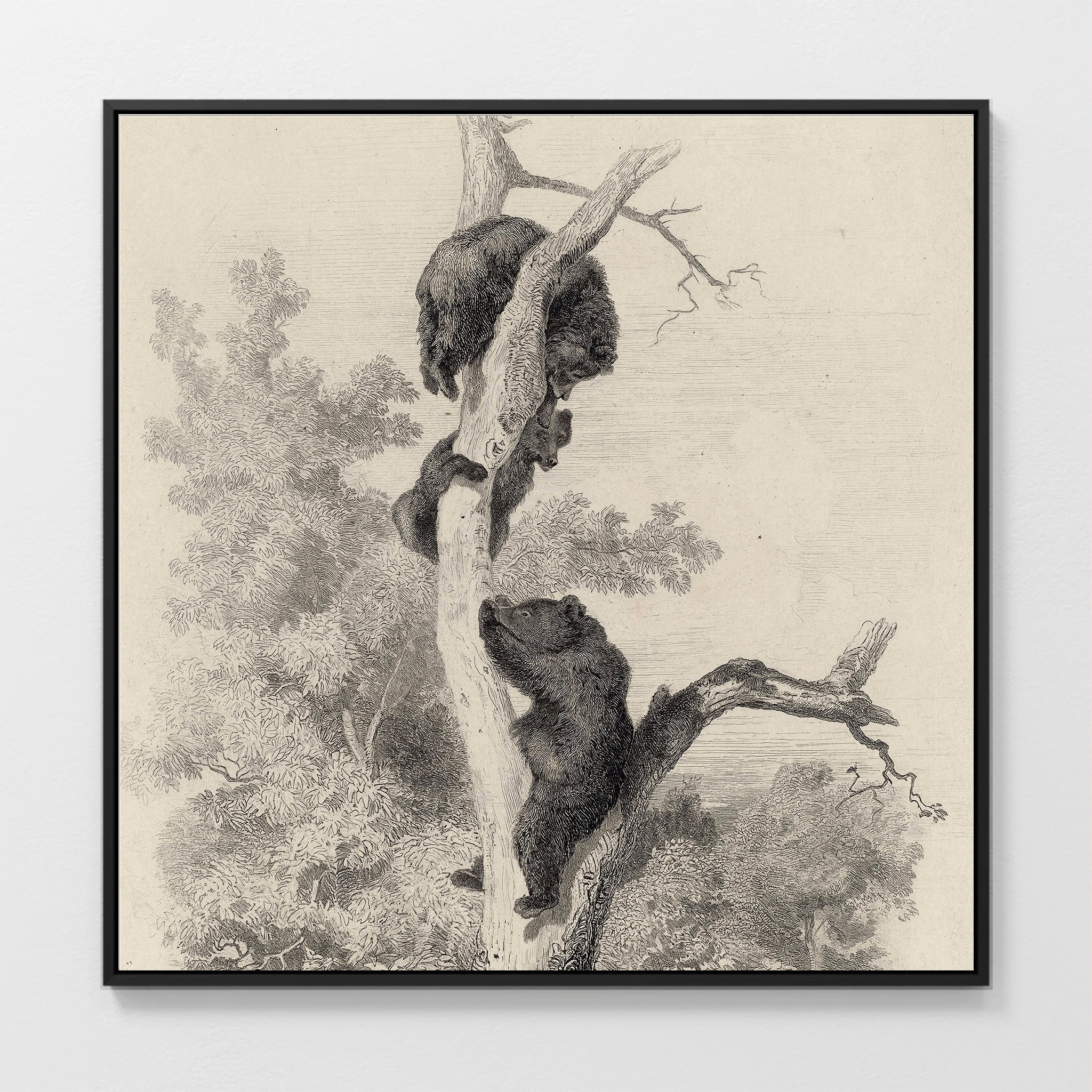 43 - Vintage Bears in a Tree Sketch - Sage and Rose Prints