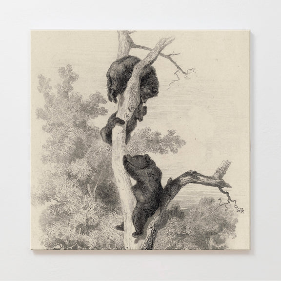 43 - Vintage Bears in a Tree Sketch - Sage and Rose Prints