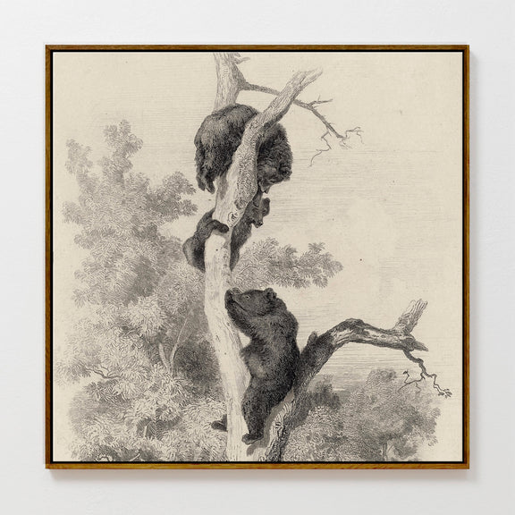 43 - Vintage Bears in a Tree Sketch - Sage and Rose Prints