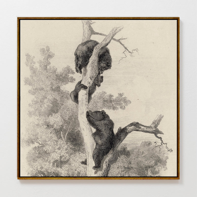 43 - Vintage Bears in a Tree Sketch - Sage and Rose Prints