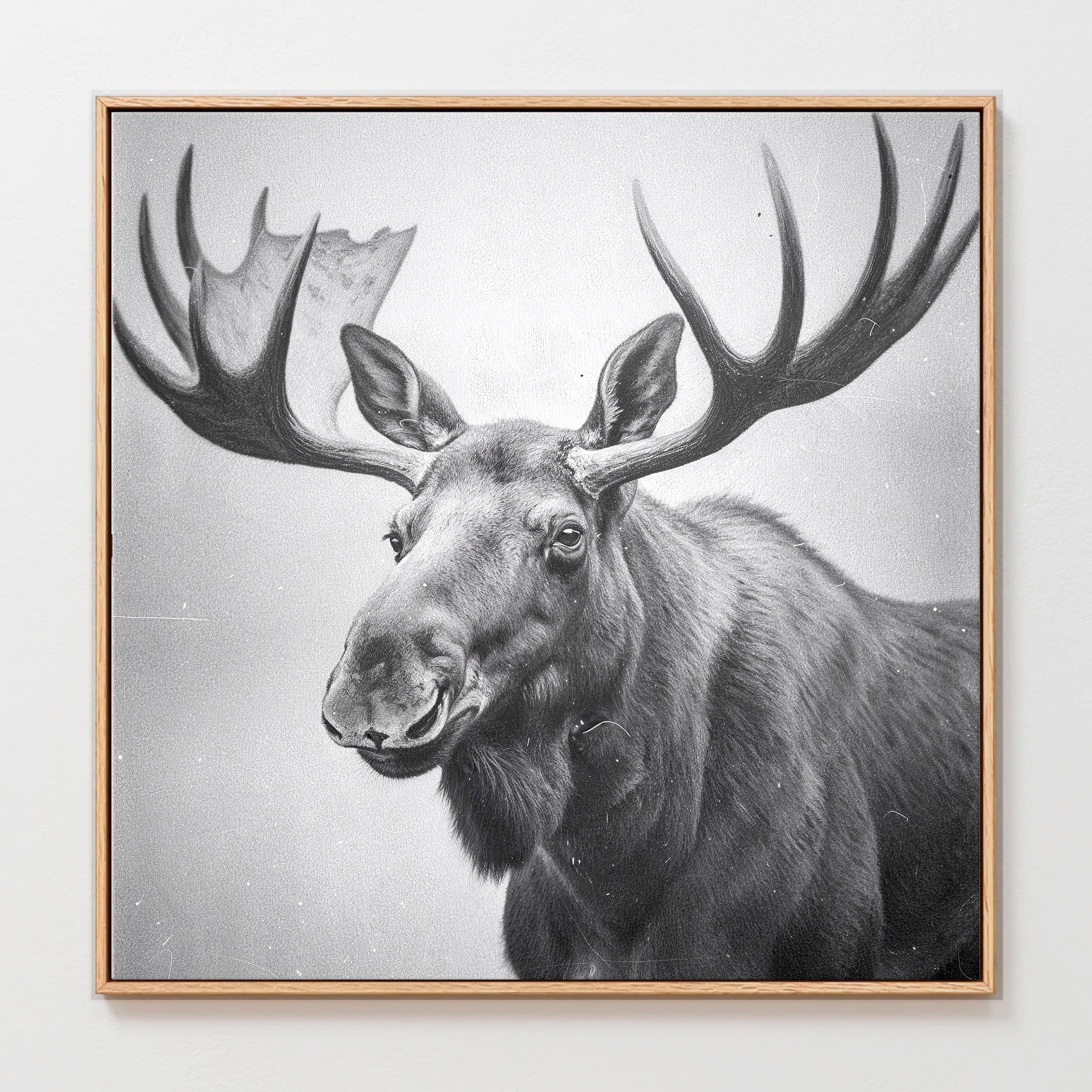 AK-17 Black and White Vintage Moose Photograph - Sage and Rose Prints