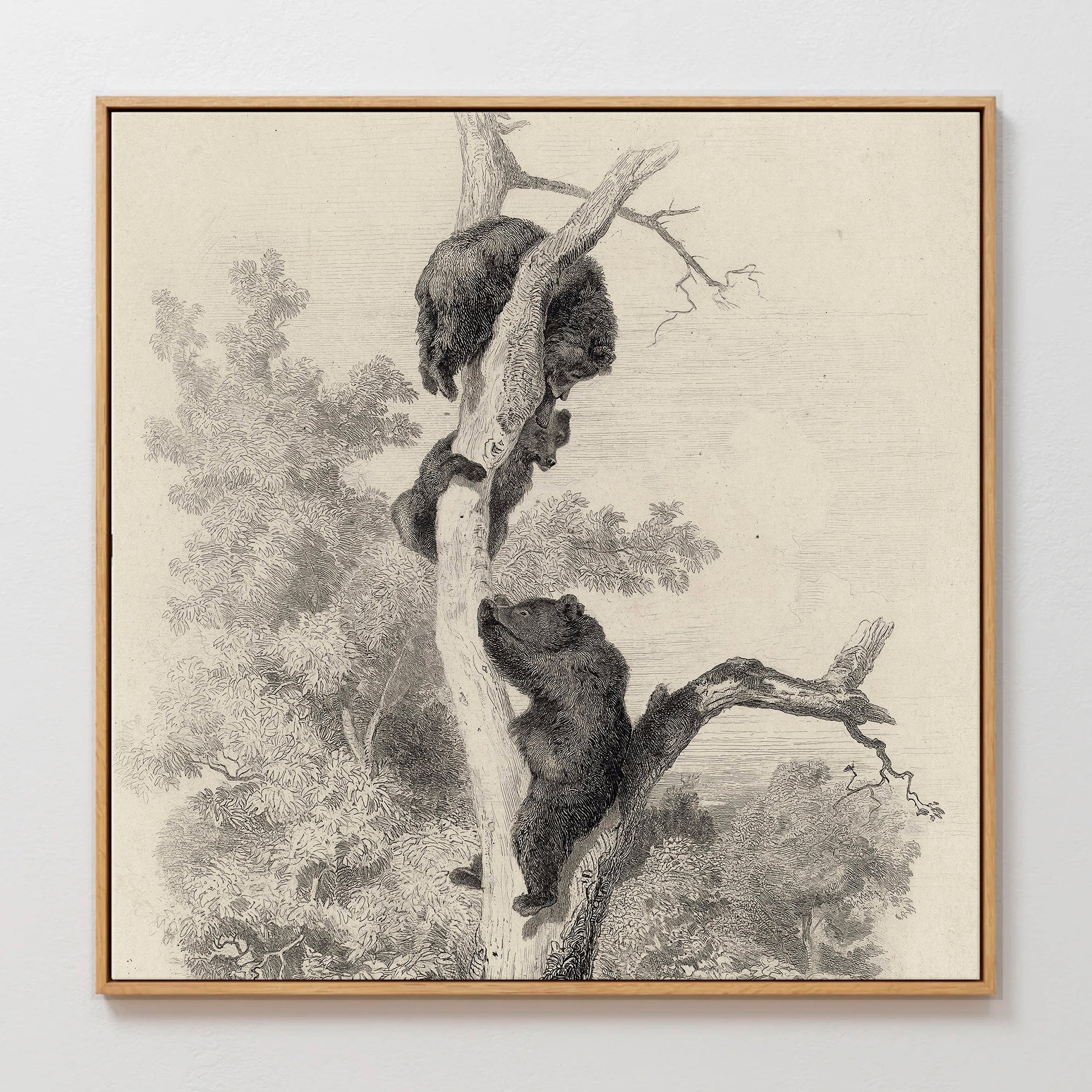 43 - Vintage Bears in a Tree Sketch - Sage and Rose Prints