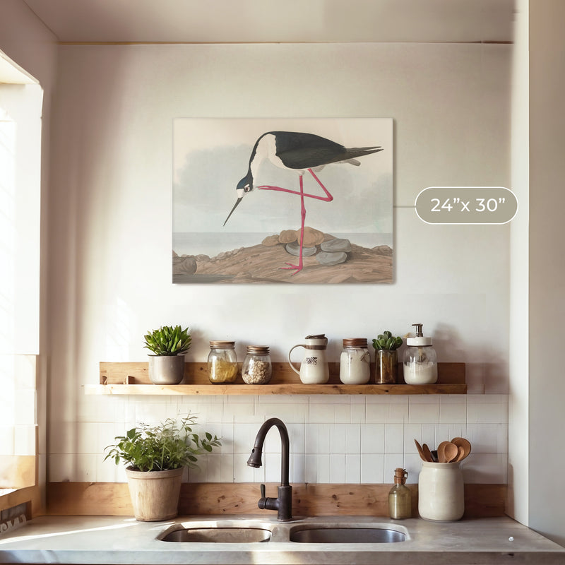 Black Necked Stilt Drawing - Sage and Rose Prints